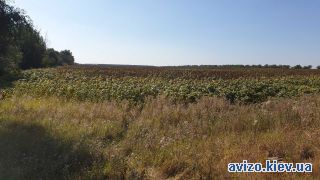 Продается земля, Великая Солтановка