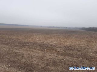 Продажа земли, Воронков