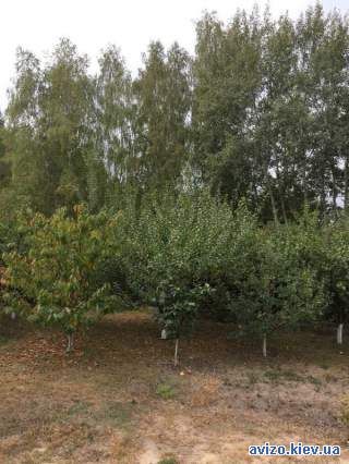 1003823 продаж ділянка під житлову забудову Обухівський, Васильків, 36