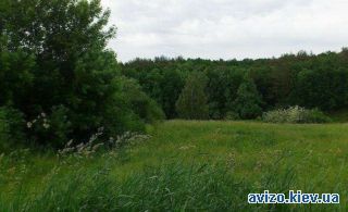 Продажа земли, Музычи