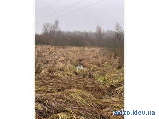 998279 продаж ділянка сільськогосподарського призначення Бориспільськи