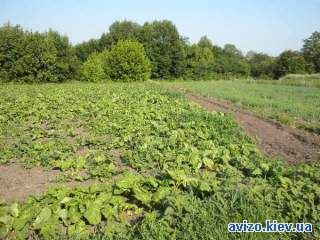 Участок Великие Прицки с., Кагарлыкский р-н