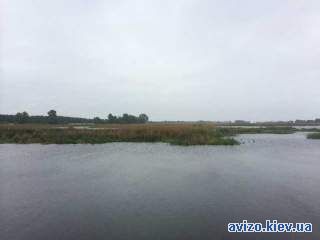 993649 продаж ділянка під житлову забудову Бориспільський, Проців, 192