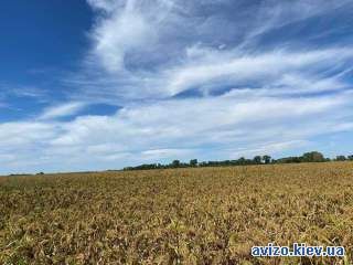 998650 Продаж ділянки під будівництво, Грузьке, площа 6,0359 га Від вл