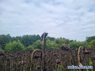 Продам землю, Борисполь