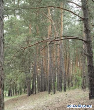 Продается земля