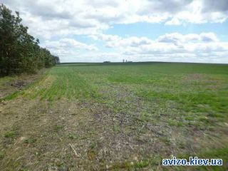 Продажа земли, Воронков