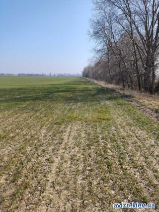 Продается земля, Воронков