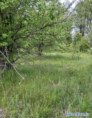 Продаю ресторан, Пирново