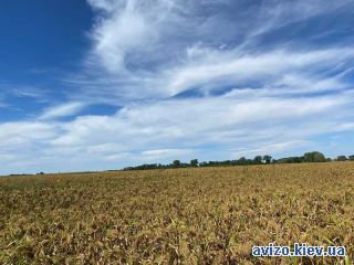 Продажа земельного участка, Фастов