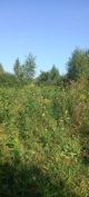 Продаєм ділянінку в центрі Нижчої Дубеч