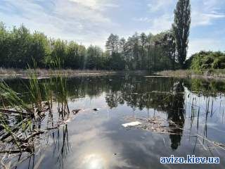 1-к будинок Фастівський, Осикове, Польова